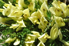 Astragalus acaulis