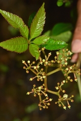 Cissus elongata