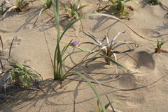 Gladiolus gueinzii