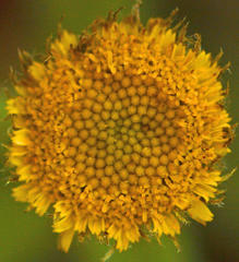 Asteraceae