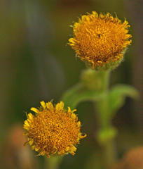 Asteraceae