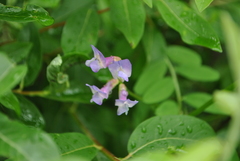 Vicia unijuga