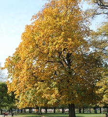 Aesculus hippocastanum