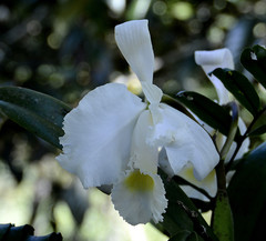 Cattleya trianae