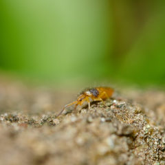 Entomobrya nigrocincta