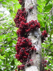 Theobroma velutinum