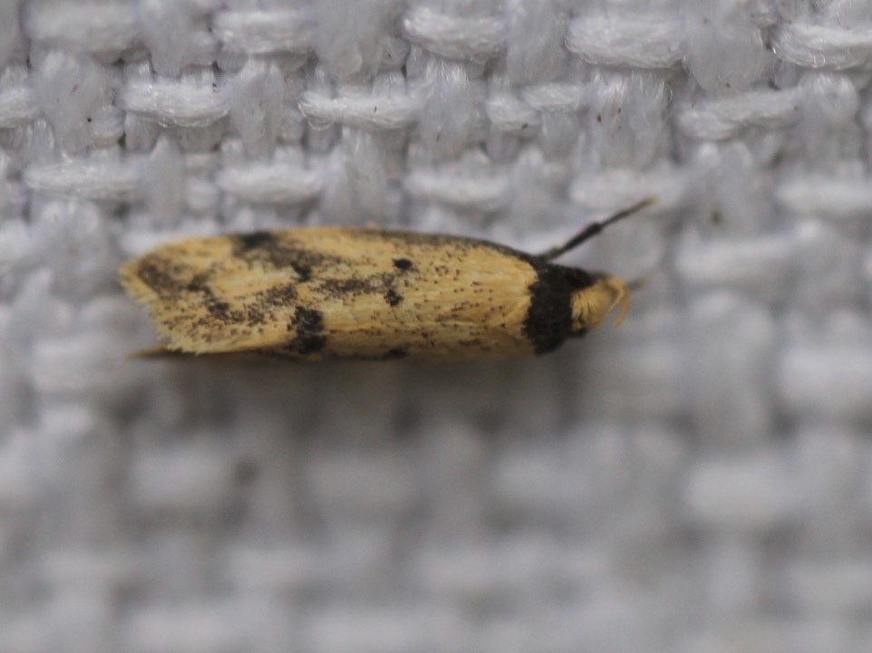 Olbonoma stenomita