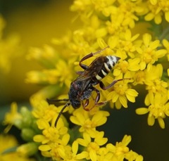 Nomada vicina