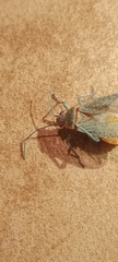 Jadera