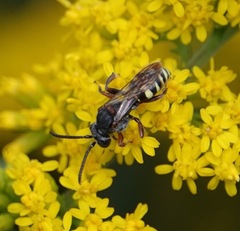Nomada vicina