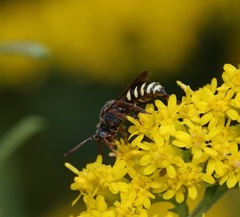 Nomada vicina