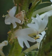 Dischisma ciliatum erinoides