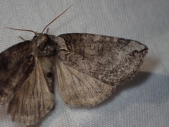 Euthyatira semicircularis