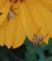 Chauliognathus hieroglyphicus