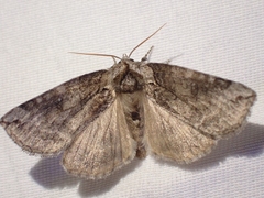 Euthyatira semicircularis