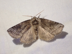 Euthyatira semicircularis