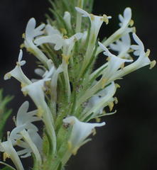 Dischisma ciliatum erinoides