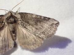 Euthyatira semicircularis