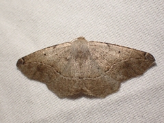 Prochoerodes forficaria