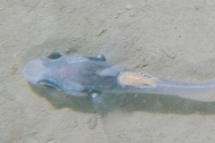 Syscenus infelix