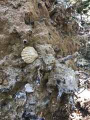 Chesapecten jeffersonius