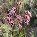 Pelargonium triste - Photo (c) joachimhendrik, μερικά δικαιώματα διατηρούνται (CC BY-NC)