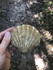Chesapecten jeffersonius