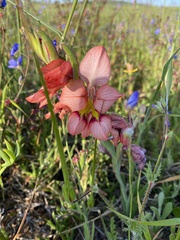 Gladiolus meliusculus