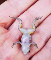 Eleutherodactylus nitidus