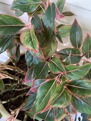 Aglaonema modestum