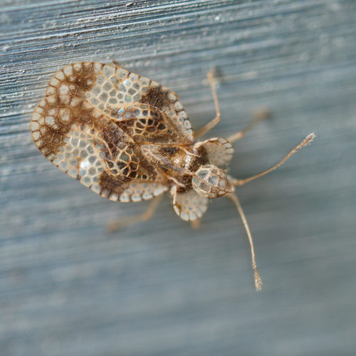 Pear Lace Bug