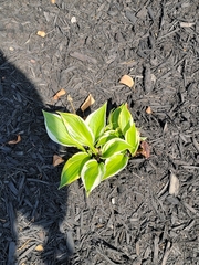 Hosta undulata