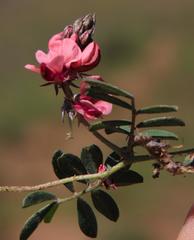 Indigofera alternans