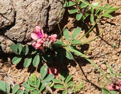 Indigofera alternans
