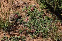 Indigofera alternans