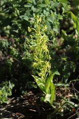 Habenaria novemfida