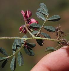 Indigofera alternans