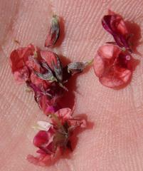 Indigofera alternans