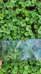 Dichondra donelliana