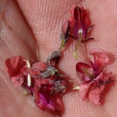 Indigofera alternans