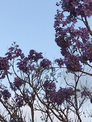 Jacaranda brasiliana