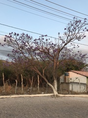 Jacaranda brasiliana