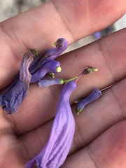 Jacaranda brasiliana