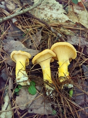 Cantharellus flavus