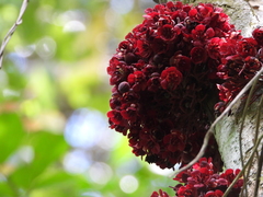 Theobroma velutinum