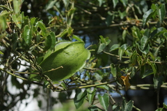 Gonolobus sororius