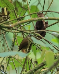 Anabacerthia striaticollis