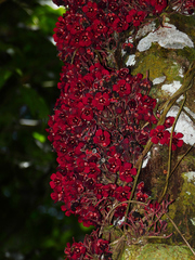 Theobroma velutinum