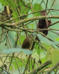 Anabacerthia striaticollis