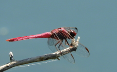 Orthemis ferruginea